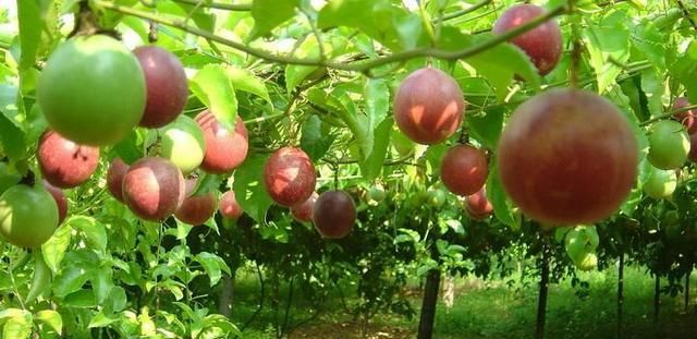 百香果和奶茶哪个热量高，百香果双重奏热量？图3