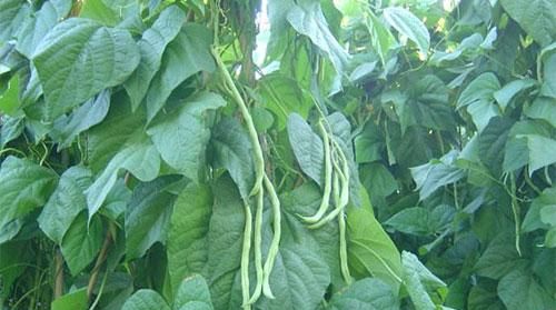 豆角叶的功效与作用及禁忌