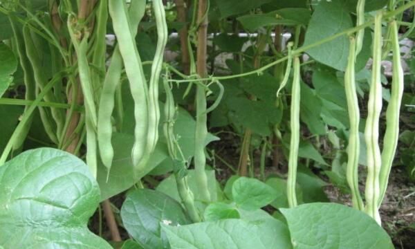 孕妇可以吃豆角叶吗