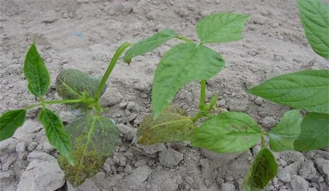 豆角叶煮汤吃可以减肥吗