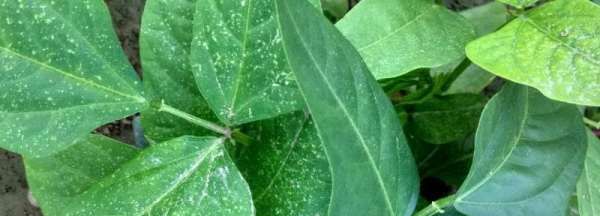 豆角叶有什么功效作用,豆角有什么功效和作用图1