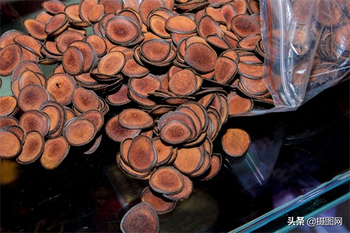 中药材图集｜常见的中药材到底长啥样？最后一种多数人没听过