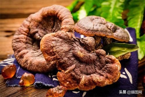 中药材图集｜常见的中药材到底长啥样？最后一种多数人没听过