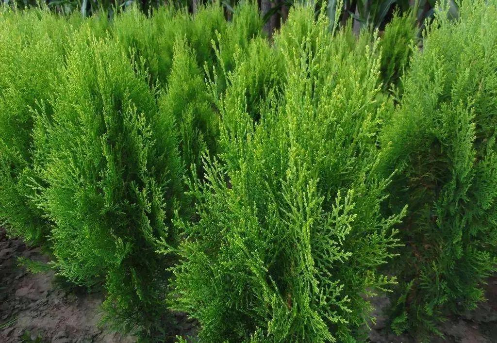 侧柏叶洗头真实经历（村里随处可见的侧柏叶用途）