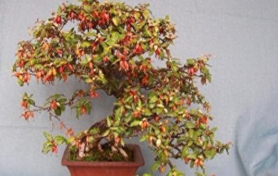 ​胡秃子盆景的栽培方法，本以为养它很难，看完才知道，原来也简单