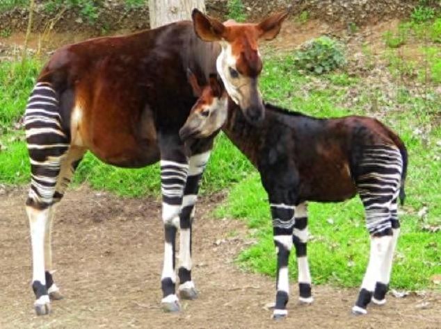 你见过“霍加皮”吗?有长颈鹿和羊的共同血缘