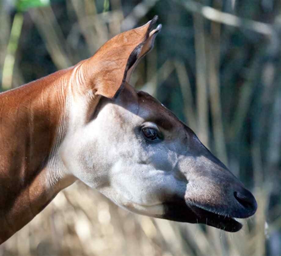 你见过“霍加皮”吗?有长颈鹿和羊的共同血缘
