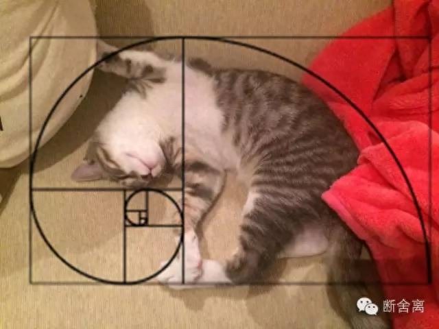 喵星人告诉你什么是斐波那契螺旋线，黄金螺旋构图揭秘