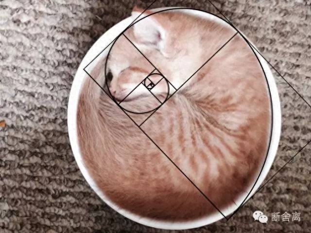 喵星人告诉你什么是斐波那契螺旋线，黄金螺旋构图揭秘