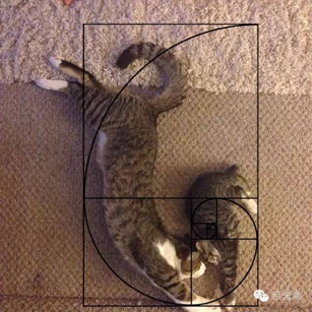 喵星人告诉你什么是斐波那契螺旋线，黄金螺旋构图揭秘