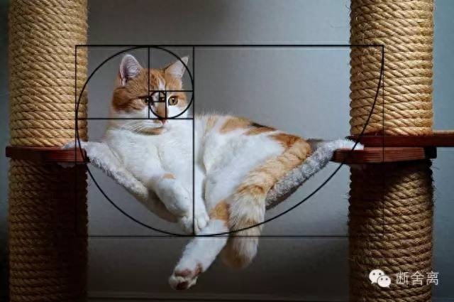 喵星人告诉你什么是斐波那契螺旋线，黄金螺旋构图揭秘