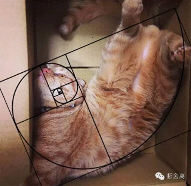 喵星人告诉你什么是斐波那契螺旋线，黄金螺旋构图揭秘