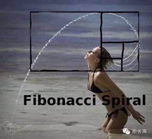 喵星人告诉你什么是斐波那契螺旋线，黄金螺旋构图揭秘