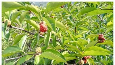 ​拓木珍稀树种：文化遗产与自然宝库的保护挑战