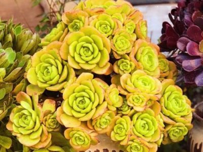 ​香味最浓的法师系多肉百合莉莉，容易分枝成老桩，还能养出果冻色