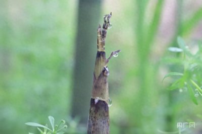 ​雨后春笋出 喜迎丰收时