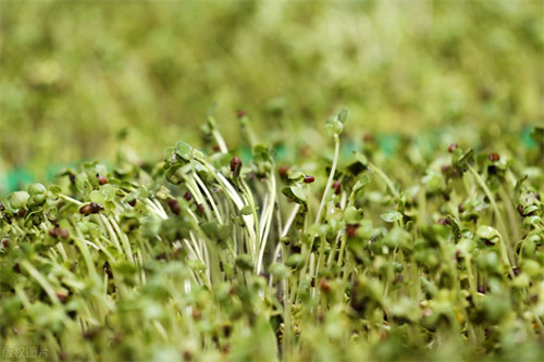 花椒籽能干什么用(花椒籽的10大妙用是什么)