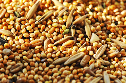 花椒籽能干什么用(花椒籽的10大妙用是什么)