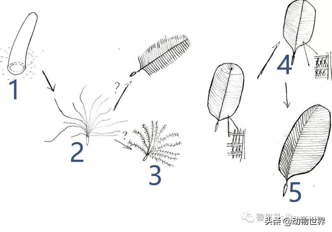 鸟类的羽毛分为哪几种类型(鸟类羽毛的特点)