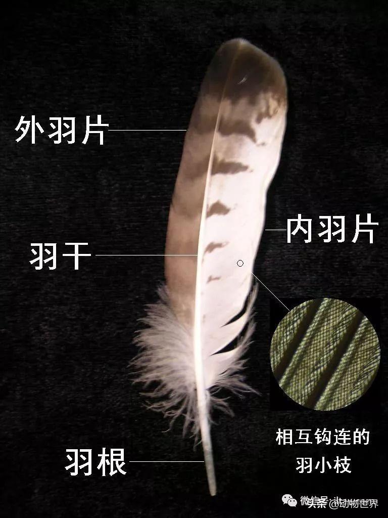 鸟类的羽毛分为哪几种类型(鸟类羽毛的特点)