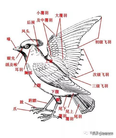 鸟类的羽毛分为哪几种类型(鸟类羽毛的特点)