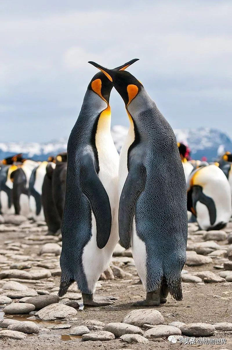 鸟类的羽毛分为哪几种类型(鸟类羽毛的特点)