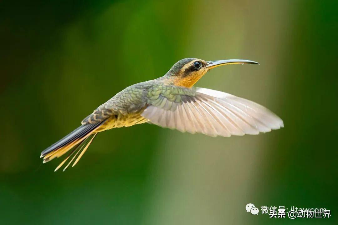 鸟类的羽毛分为哪几种类型(鸟类羽毛的特点)