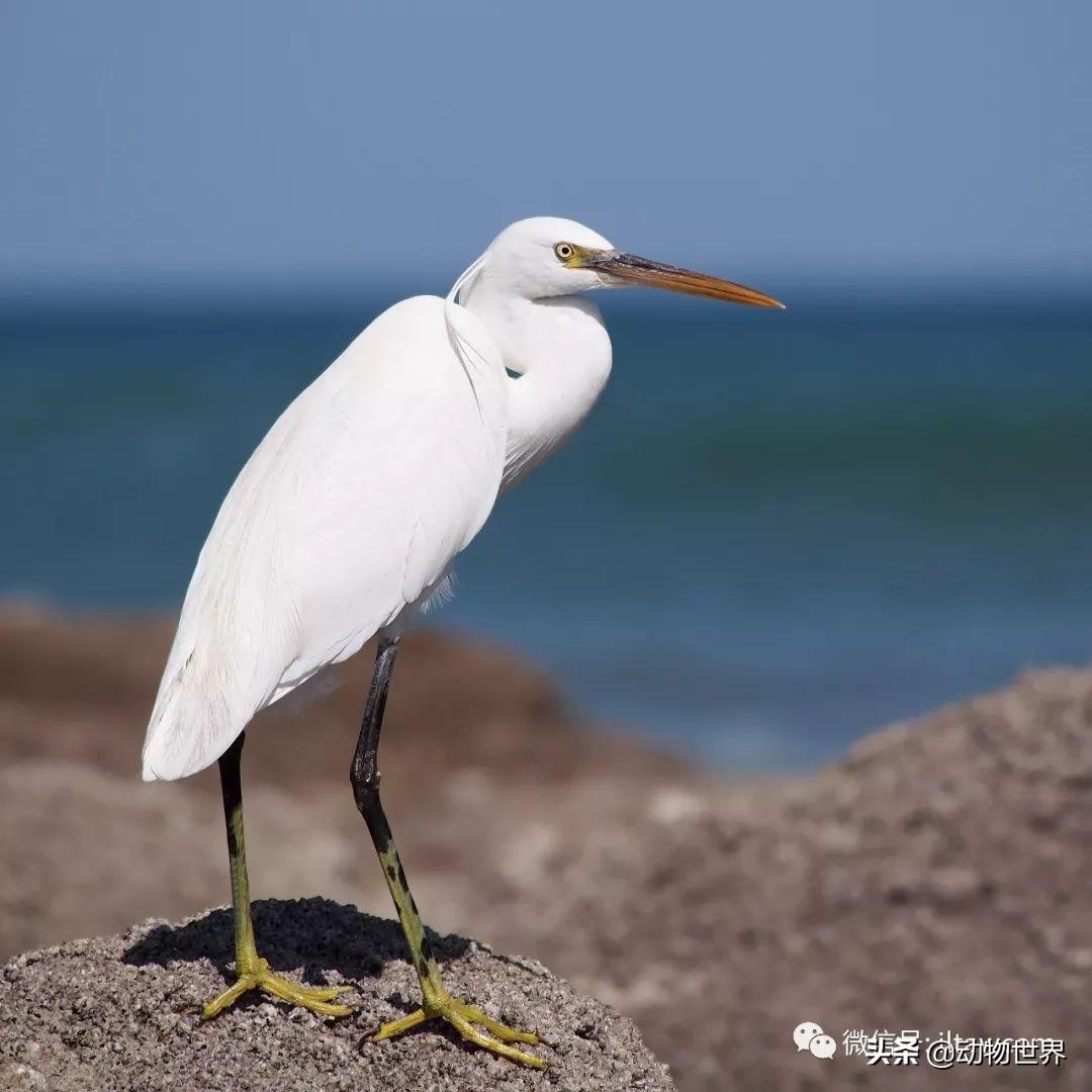 鸟类的羽毛分为哪几种类型(鸟类羽毛的特点)