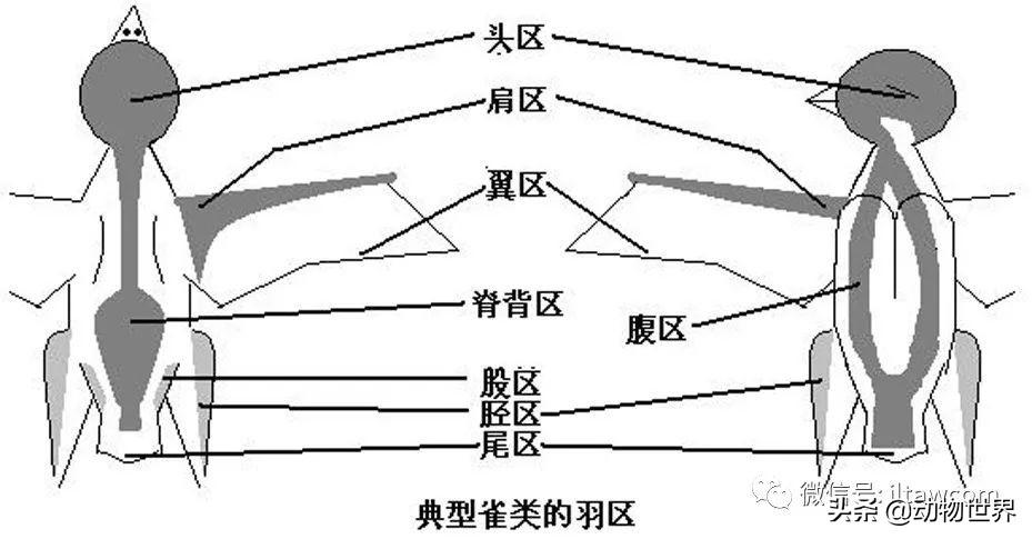 鸟类的羽毛分为哪几种类型(鸟类羽毛的特点)