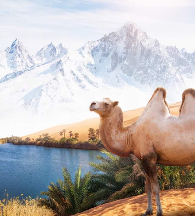 喝驼奶有啥好处（骆驼奶真的是“智商税”吗？）