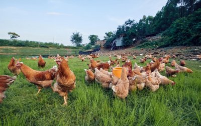 ​圣农股份 VS 温氏股份 VS 益生股份：谁能成为鸡圈的“牧原股份”？