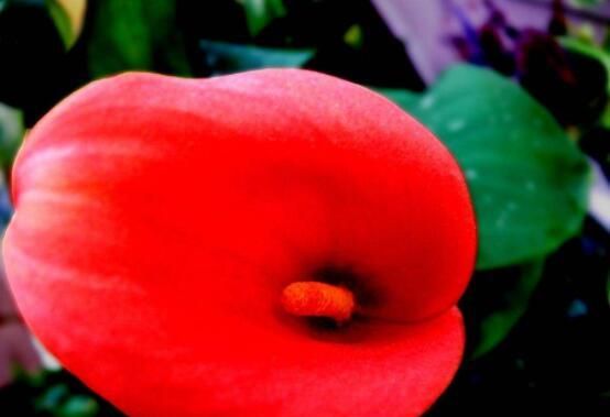 马蹄莲的种子是什么样的?