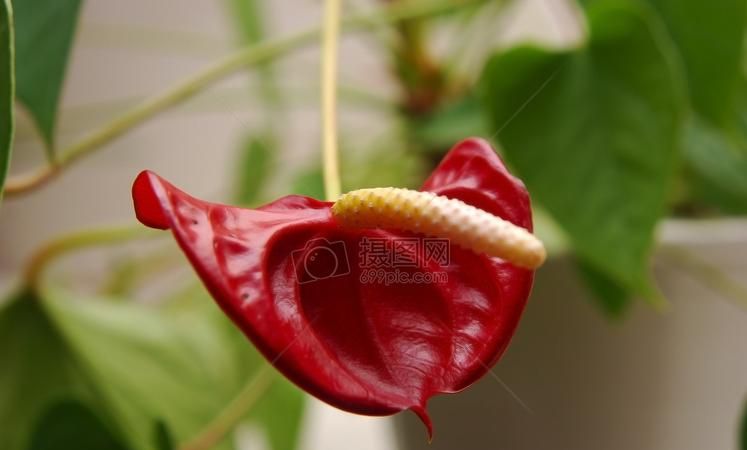 马蹄莲的花有毒吗