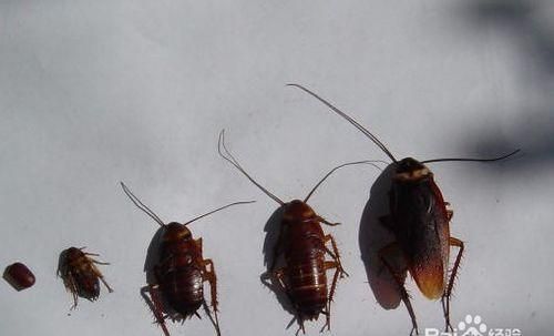 怎么消灭蟑螂最有效 洗衣粉