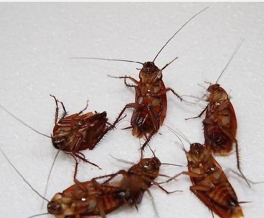 祛除蟑螂最有效的小妙招