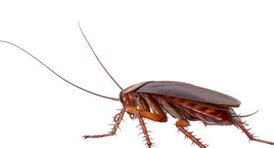 怎样消灭蟑螂最有效的方法