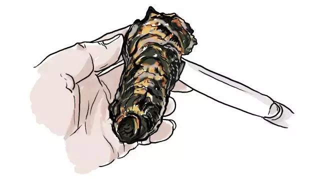 生蚝20种美味做法（史上最全的生蚝大解析）(21)