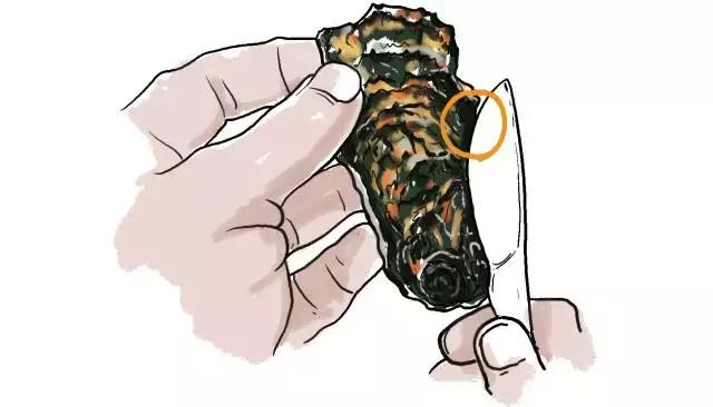 生蚝20种美味做法（史上最全的生蚝大解析）(20)