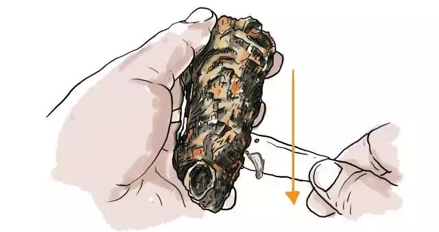 生蚝20种美味做法（史上最全的生蚝大解析）(23)