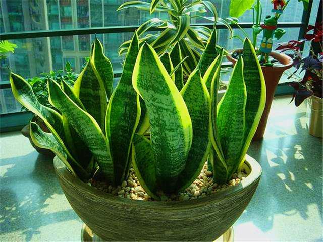 水培虎皮兰怎么养殖（水培养殖虎皮兰详细方法）(1)