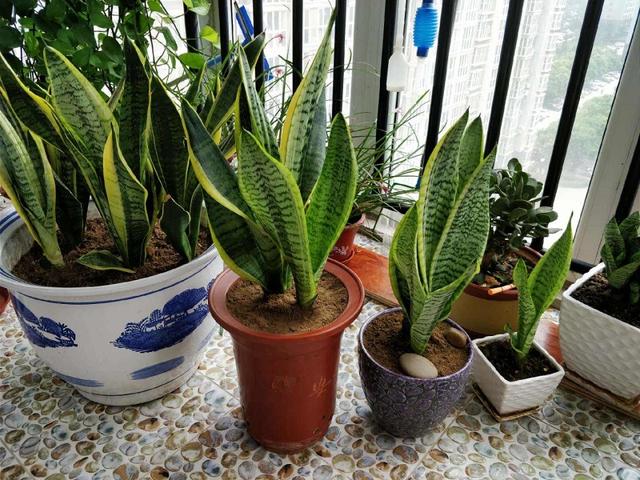 水培虎皮兰怎么养殖（水培养殖虎皮兰详细方法）(2)