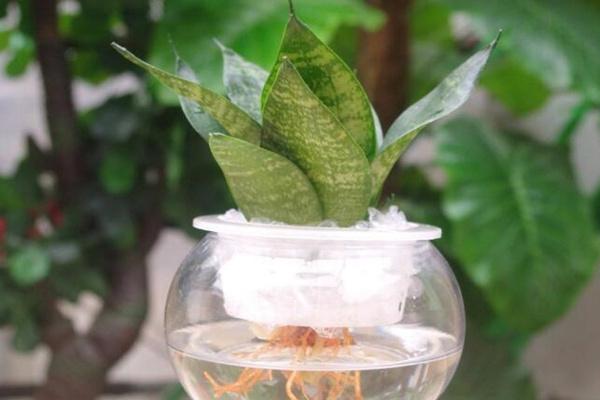 水培虎皮兰怎么养殖（水培养殖虎皮兰详细方法）(4)