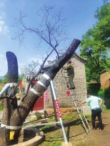 ​太原400岁珍稀古槐起死回生！