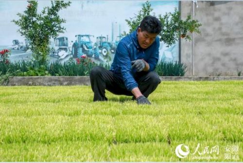 安徽小岗村简介，凤阳县小岗村简介-第1张图片-