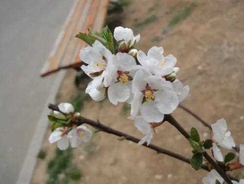 春天里有什么花开放(春天有哪些花开放)