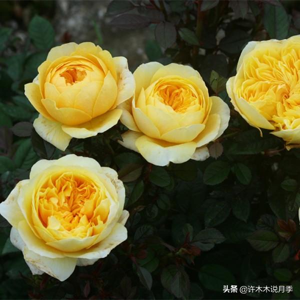 如何掌握月季开花过程（月季花期马上来临）(1)