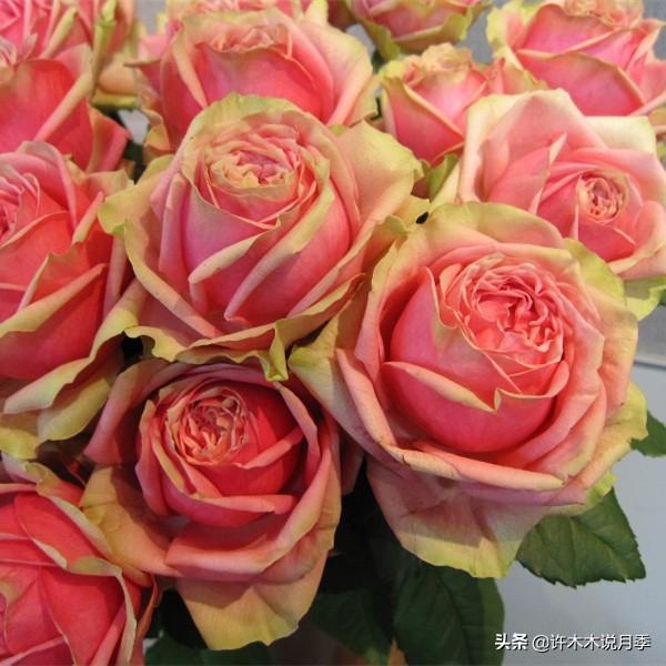 如何掌握月季开花过程（月季花期马上来临）(16)