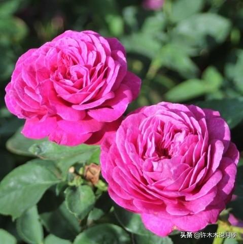 如何掌握月季开花过程（月季花期马上来临）(10)