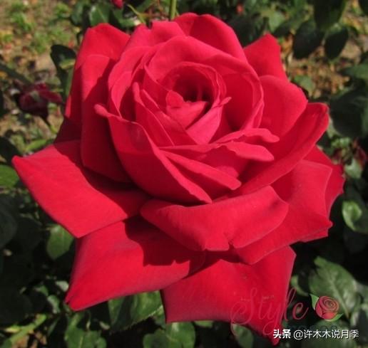 如何掌握月季开花过程（月季花期马上来临）(15)