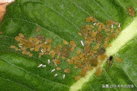 如何掌握月季开花过程（月季花期马上来临）(5)